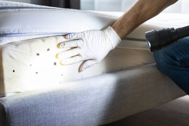 Best Termite Control Services  in Knoxville, IA