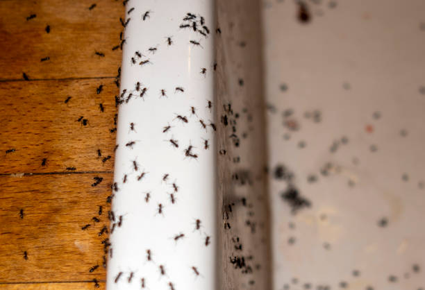 Best Cockroach Control Services  in Knoxville, IA