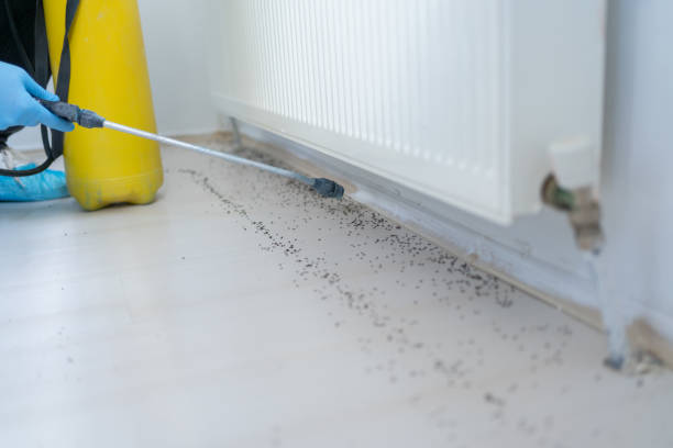 Best Affordable Pest Control Services  in Knoxville, IA