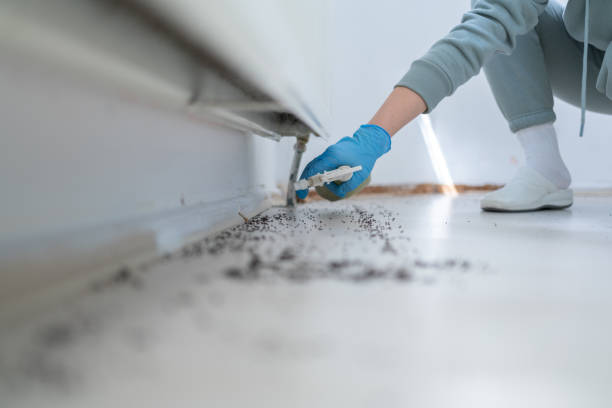 Best Flea Control Services  in Knoxville, IA